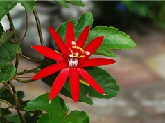 Dây sao đỏ - loài hoa được ưa chuộng trồng ở ban công, hàng rào