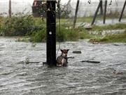 Chó ngồi chờ chết vì bị chủ bỏ rơi khi chạy bão