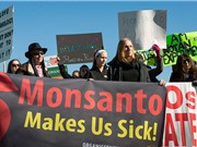 Monsanto - “ông kẹ” về bản quyền hạt giống