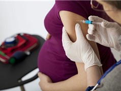 Vắcxin ho gà cho phụ nữ có thai đã được phổ biến chưa?