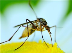 "Bắt chước" hoa để lừa muỗi ăn thuốc độc
