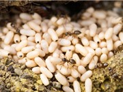 Clip: Trứng kiến vàng - món ăn dân dã độc đáo của người miền núi