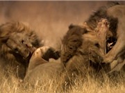 Clip: Đại chiến truất ngôi vương kinh hoàng của loài sư tử