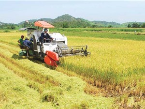 Gia Lai: Xây dựng thương hiệu "Gạo Phú Thiện"