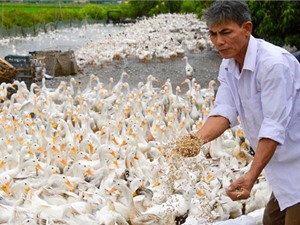 'Chúa vịt' đất Bắc sản xuất trứng sạch, lãi 3 tỷ đồng/năm