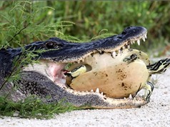 Clip: Rùa thoát chết khó tin trước hàm cá sấu