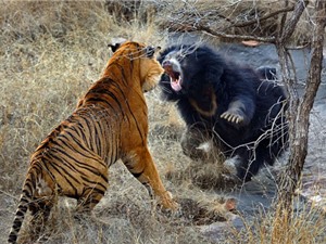 CLIP ĐỘNG VẬT ĐẠI CHIẾN ẤN TƯỢNG NHẤT TUẦN: Ngựa vằn tấn công sư tử, gấu đen ác chiến với hổ