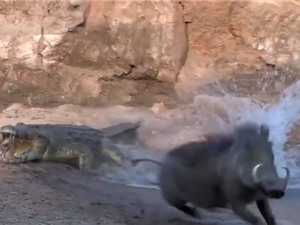 Clip: Lợn rừng và hươu thoát chết trong gang tấc trước hàm cá sấu