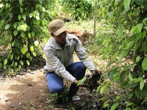 Tiêu không ra hoa, rụng trái hàng loạt, báo hiệu mất mùa