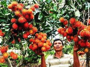 Đua nhau chặt giống chôm chôm nội, trồng giống ngoại