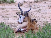Clip: Chó rừng hạ sát linh dương Impala 