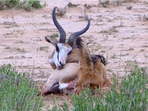 Clip: Chó rừng hạ sát linh dương Impala 