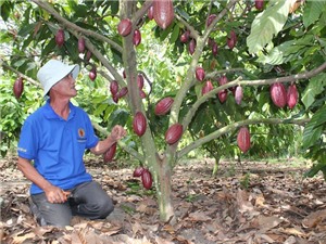 Đồng Nai: Ca cao được mùa, được giá