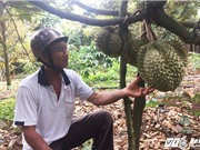 Nông dân Đắk Lắk phấn khởi vì giá sầu riêng tăng cao