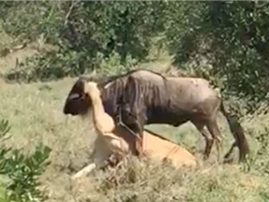 Clip: Linh dương đầu bò nỗ lực giành sự sống trước hàm sư tử