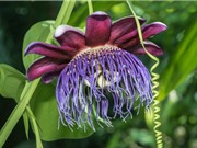 Lạc tiên bốn cạnh - loài hoa đẹp có tác dụng trị cao huyết áp, tiểu đường