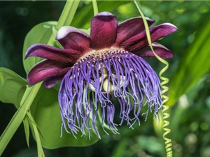 Lạc tiên bốn cạnh - loài hoa đẹp có tác dụng trị cao huyết áp, tiểu đường