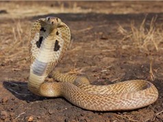 Ấp trứng nhân tạo để bảo tồn gen loài rắn hổ mang