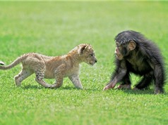 Tình bạn cảm động giữa sư tử và khỉ đột con