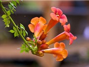Đăng tiêu - Loài hoa đẹp có thể làm thuốc