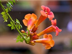Đăng tiêu - Loài hoa đẹp có thể làm thuốc