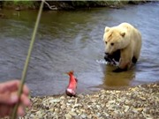 Clip: Gấu xám khổng lồ ngang nhiên cướp cá của cần thủ