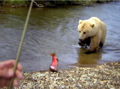 Clip: Gấu xám khổng lồ ngang nhiên cướp cá của cần thủ