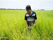 An Giang: Bảo tồn giống lúa mùa nổi vùng tứ giác Long Xuyên