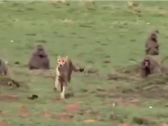 Clip: Khỉ đầu chó tấn công báo săn, cứu sống linh dương Impala 