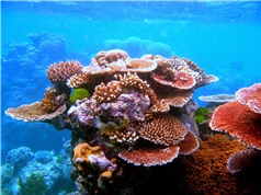 Bà Rịa - Vũng Tàu: Phục hồi các rạn san hô cứng tại Khu Ramsar Côn Đảo