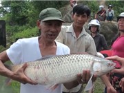 Clip: Hàng trăm người đổ xô đi săn cá “khủng” ở thủy điện Trị An