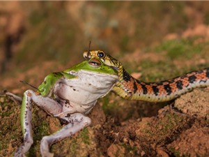 Cận cảnh loài rắn biết "chiết xuất" độc từ cóc ở Việt Nam