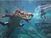 Rợn người cảnh tiếp xúc với cá sấu qua lồng tử thần