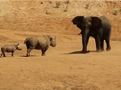 Clip: Tê giác tấn công voi để bảo vệ con