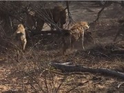 Clip: Sư tử đực bị bầy linh cẩu ăn hiếp khi “sa cơ lỡ vận”