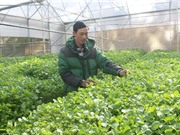 Lâm Đồng: Người trồng xà lách xoong thuỷ canh duy nhất ở Đà Lạt