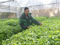 Lâm Đồng: Người trồng xà lách xoong thuỷ canh duy nhất ở Đà Lạt
