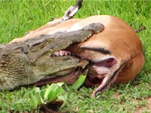Clip: Linh dương Impala thoát chết ngoạn mục trước hàm cá sấu