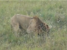 Clip: Sư tử đực trổ tài săn nhím