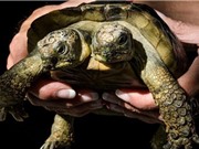 Rùa hai đầu sống lâu kỷ lục