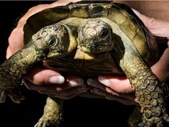 Rùa hai đầu sống lâu kỷ lục