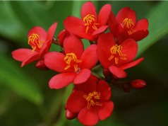 Hồng mai - loài hoa mang vẻ đẹp “độc-lạ”