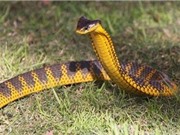 Kinh dị loài rắn 10 triệu năm không cần tiến hóa vì quá độc