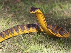 Kinh dị loài rắn 10 triệu năm không cần tiến hóa vì quá độc