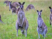 Australia kêu gọi người dân ăn thịt kangaroo