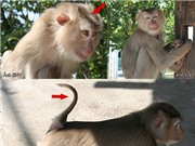 Quảng Nam: Thả một cá thể khỉ đuôi lợn quí hiếm về môi trường tự nhiên