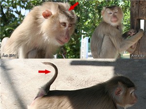 Quảng Nam: Thả một cá thể khỉ đuôi lợn quí hiếm về môi trường tự nhiên