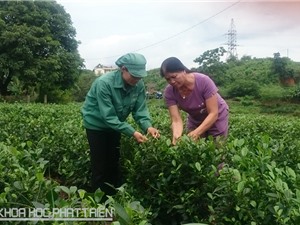 Xã viên Hợp tác xã chè Tân Hương: Nhiều ấn tượng sâu sắc về bà Nguyễn Thị Nhài