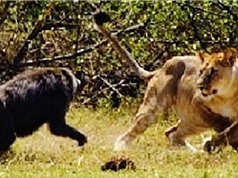 Clip: Khỉ đầu chó phản đòn, đuổi sư tử chạy thục mạng