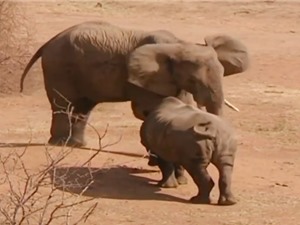 Clip: Màn giao chiến kịch liệt giữa voi với đàn tê giác